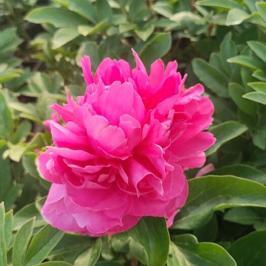 青州市绿化芍药，品种芍药