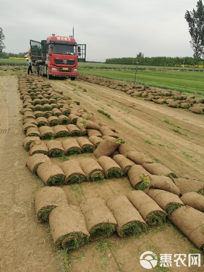 常年供应优质冷季型草坪  早熟禾和高羊茅 剪股颖百慕大果