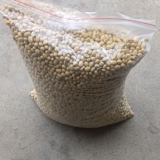 息县自留高产早熟黄豆种子