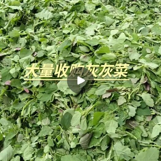 天水甘肃天水野生   灰灰菜大量供应