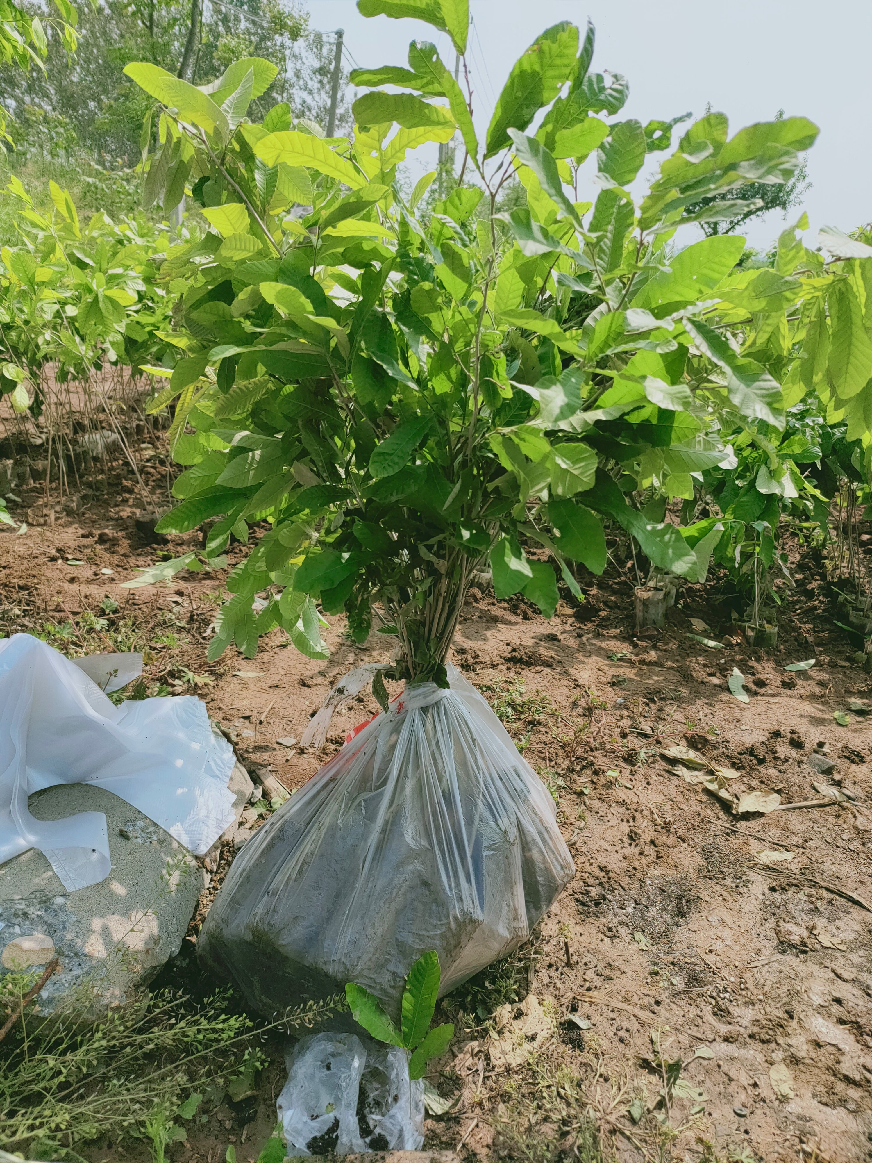 丹东栓皮栎容器苗，栓皮栎胸径3—15厘米大量现货供应
