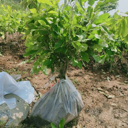丹东栓皮栎容器苗，栓皮栎胸径3—15厘米大量现货供应