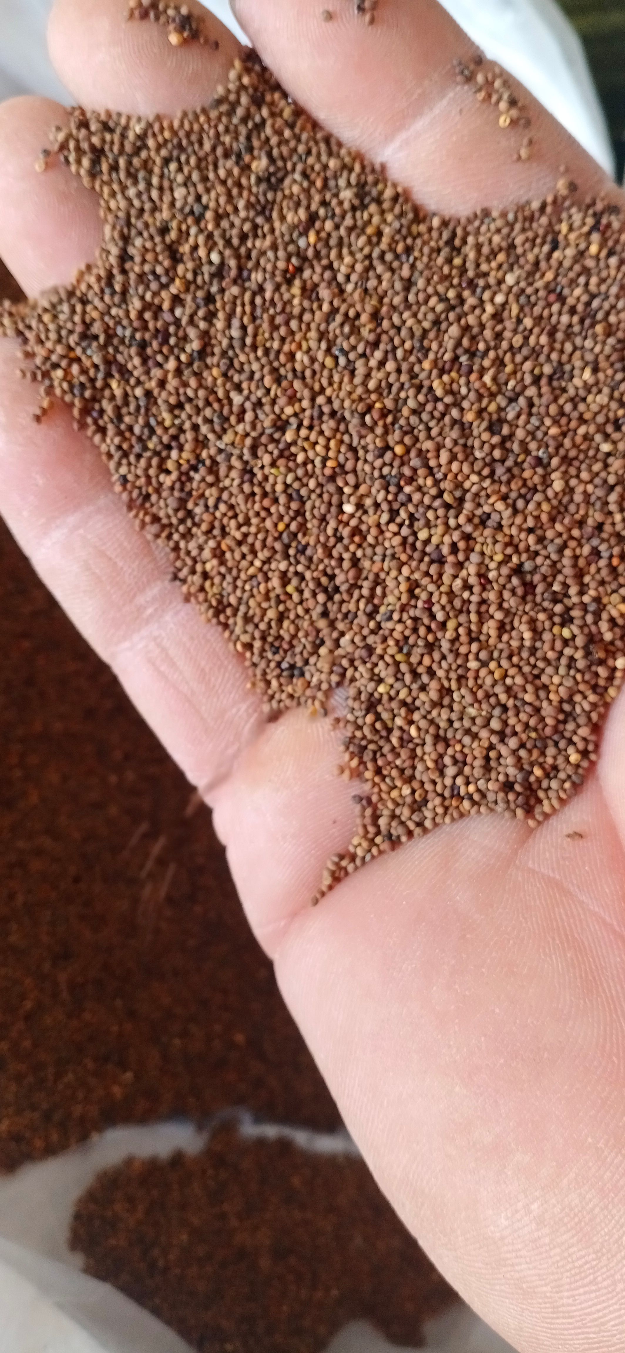 【菟丝子】产地内蒙一手货源大货供应规格齐全量大优惠。