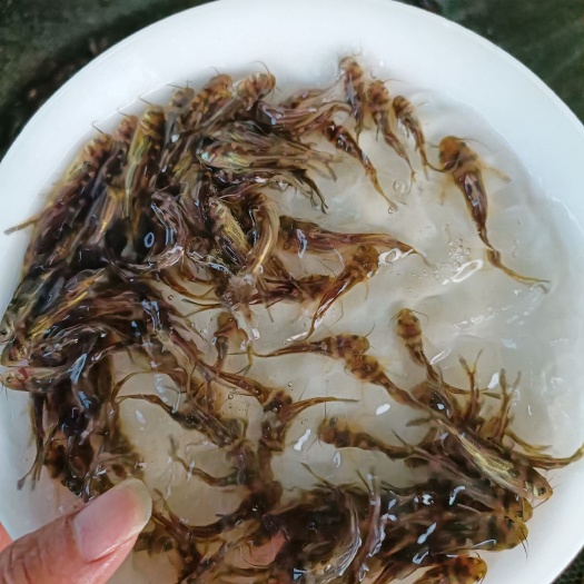 黄骨鱼苗 黄颡鱼苗 黄辣丁 黄丫头 活体 淡水养殖（包邮）