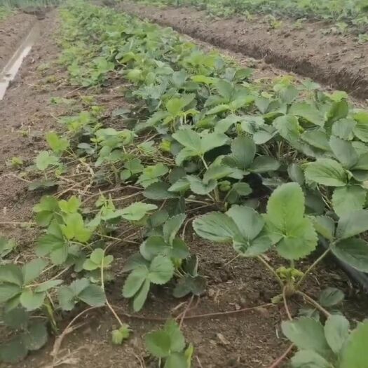 长丰县【推荐】大量出售长丰红颜草莓苗，存活率高，包技术指导