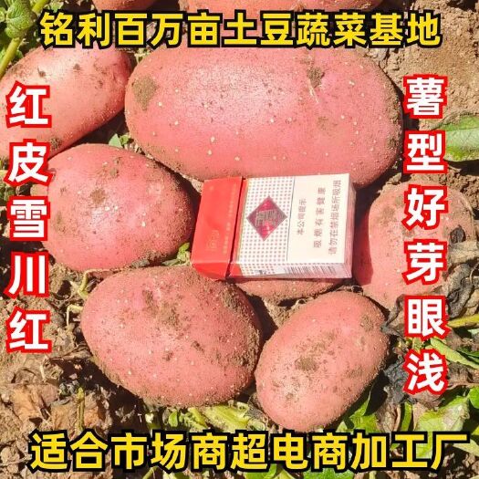 围场县精品土豆:雪川红，希森6号，v7，沃土五号，大丰十号荷兰十五