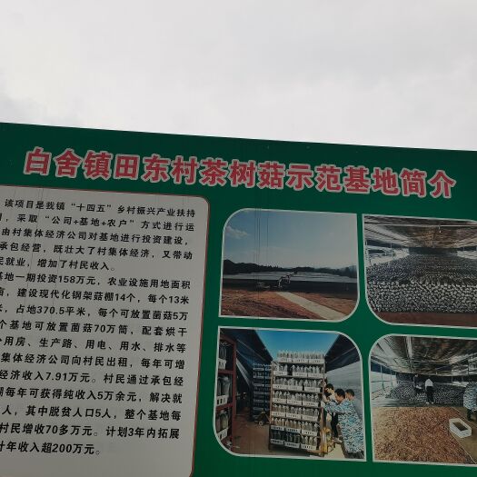 广昌县自家种的广昌茶树菇