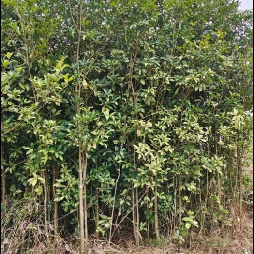 纳雍县桂花树苗