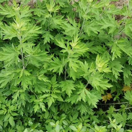 麻城市现有艾粉300吨，足浴包批发0.3元每包
