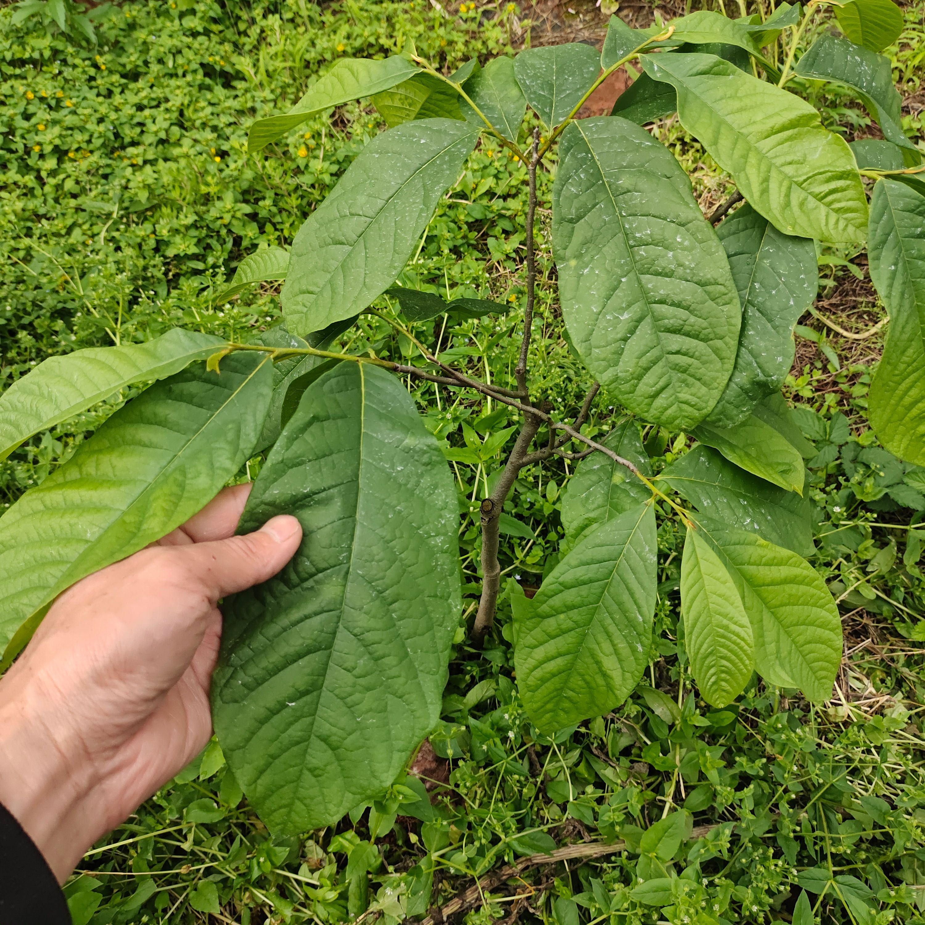 特色新奇果泡泡果树苗巴婆果苗