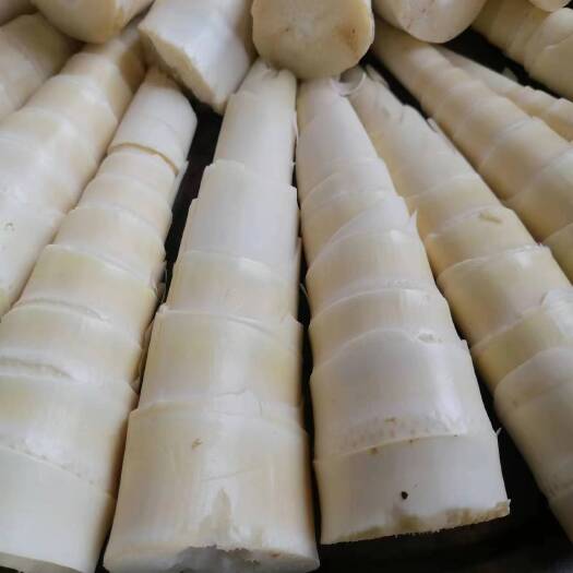 筠连县深山老林甜竹笋现挖现发，质量保证，卖相优。货量足。