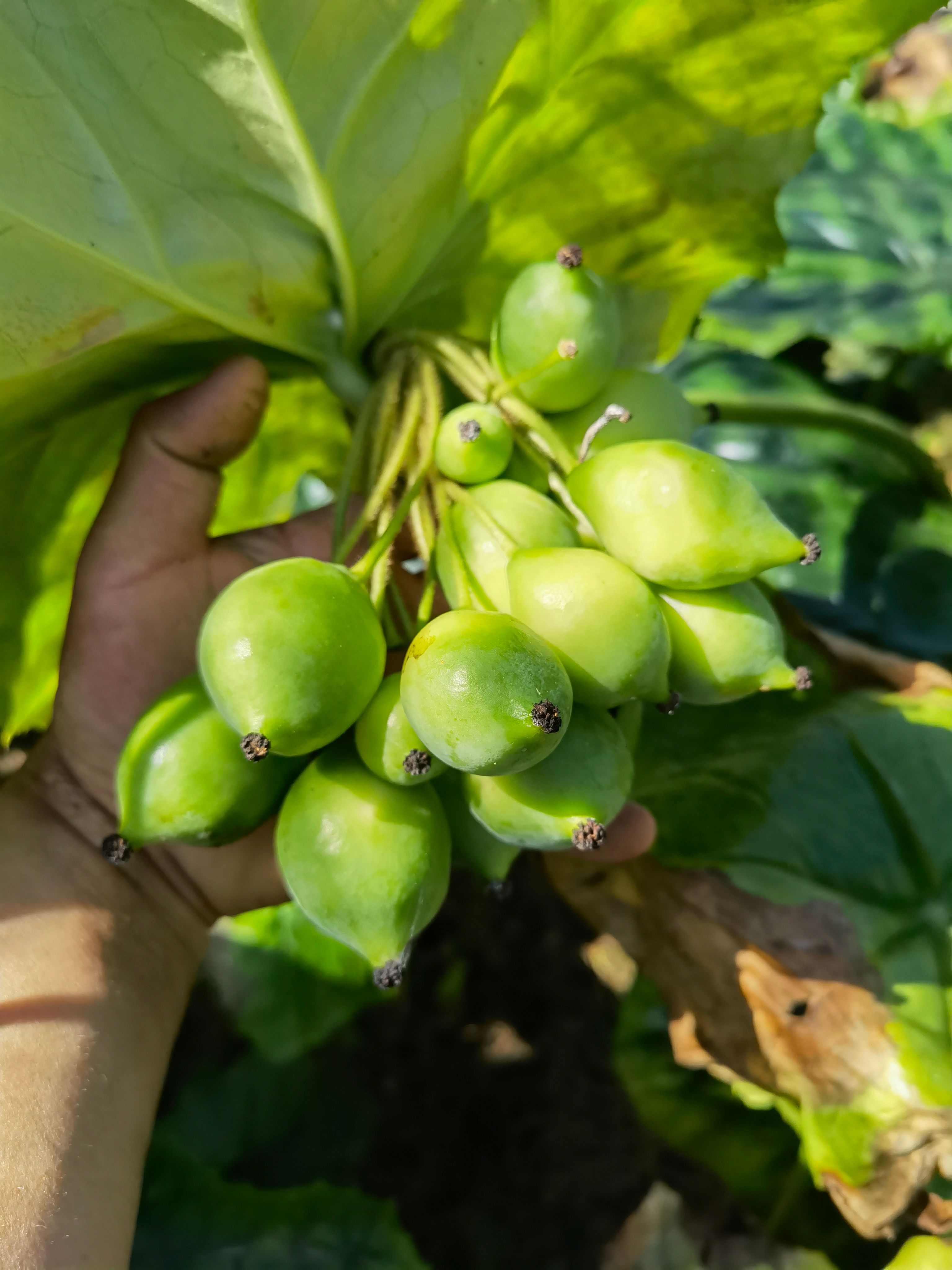【云南产地直销】八角莲种子，专业种植中药材，支持技术指导种植