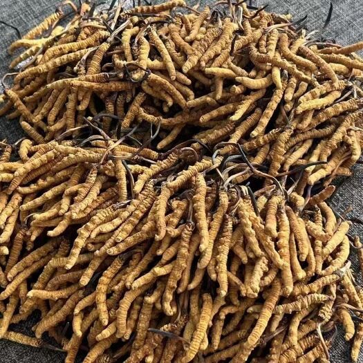 小金县虫草