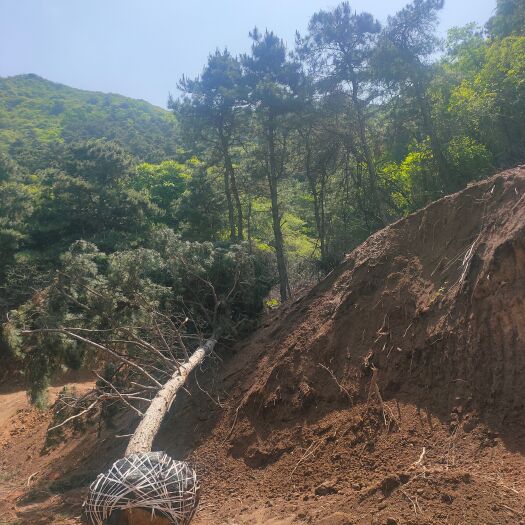 油松！十米油松，山西直供大规格油松