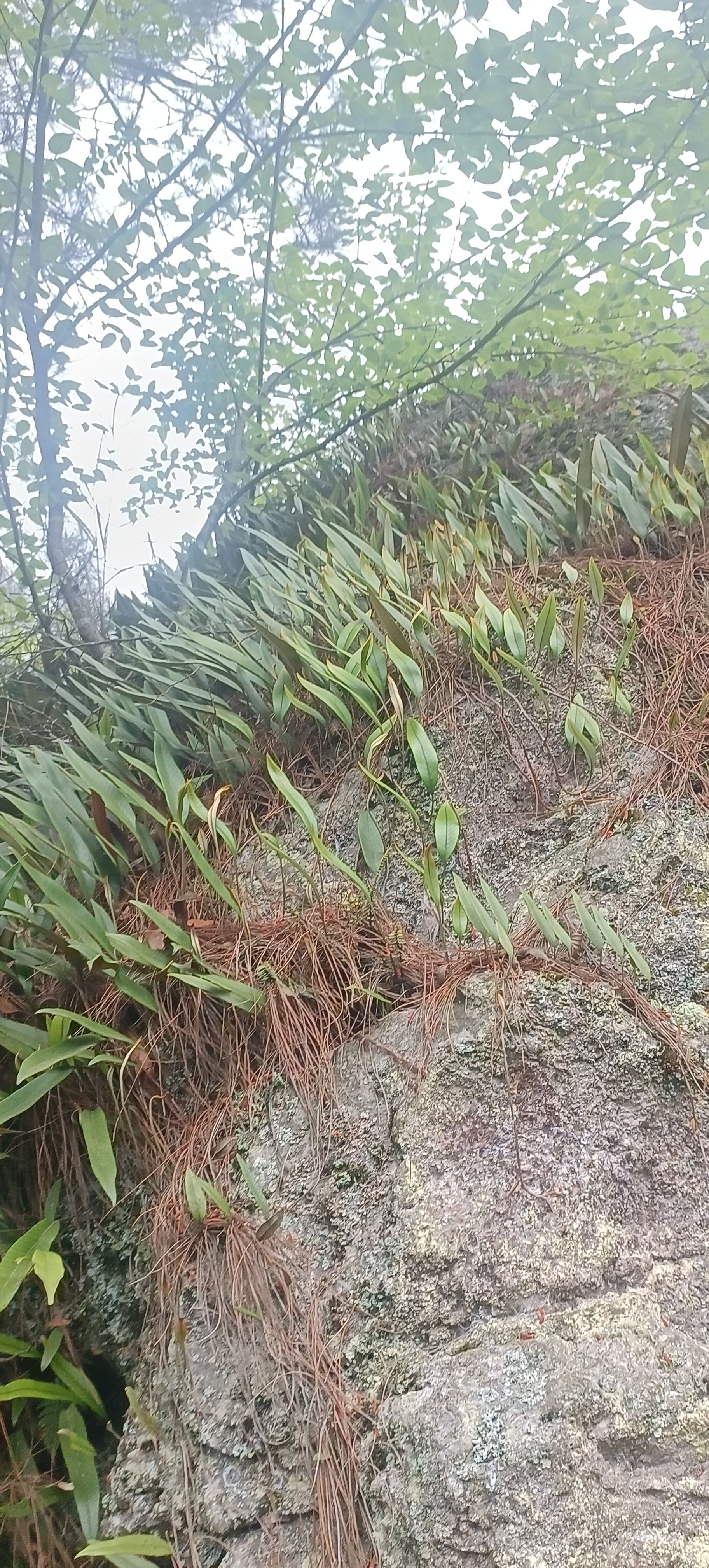 贵州攀岩新鲜石苇  刀口药 刀尖草 现采 现发