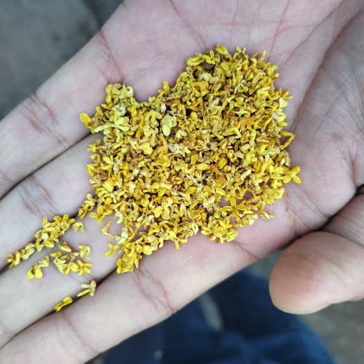 兴安县广西桂林金桂桂花干低温脱水桂花大量批发
