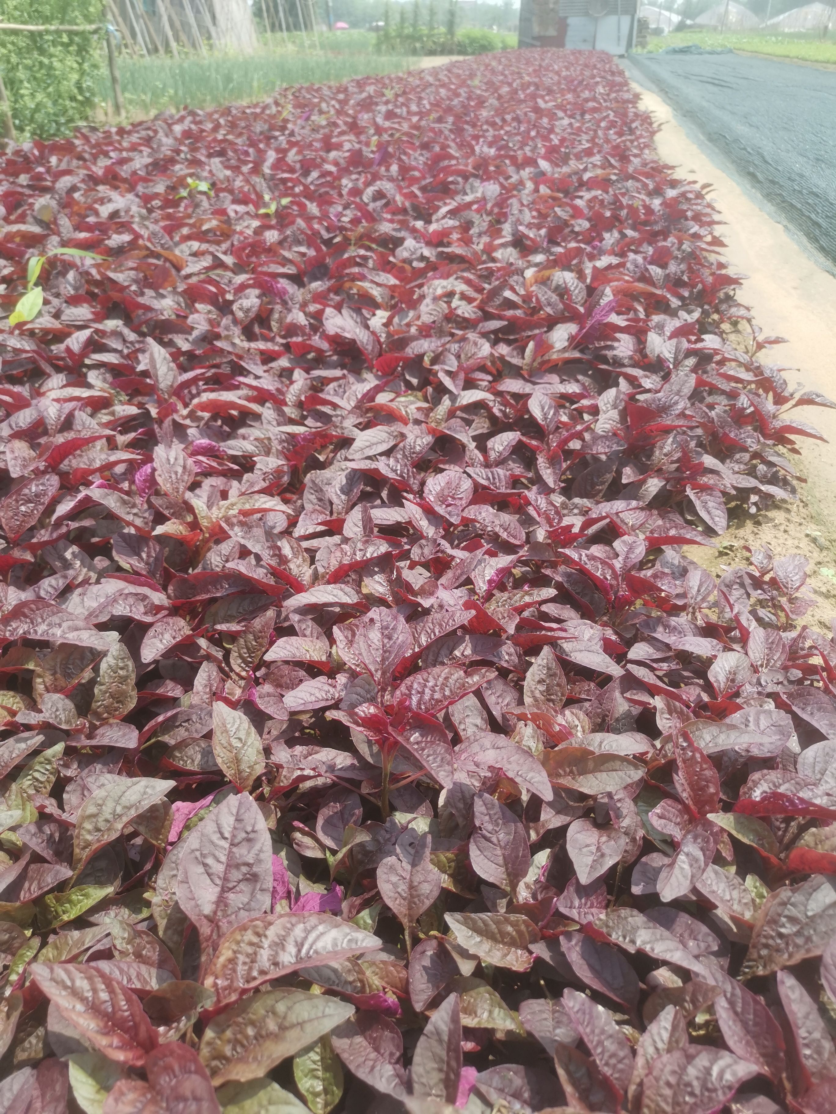 紅莧菜   農家肥種植的蔬菜