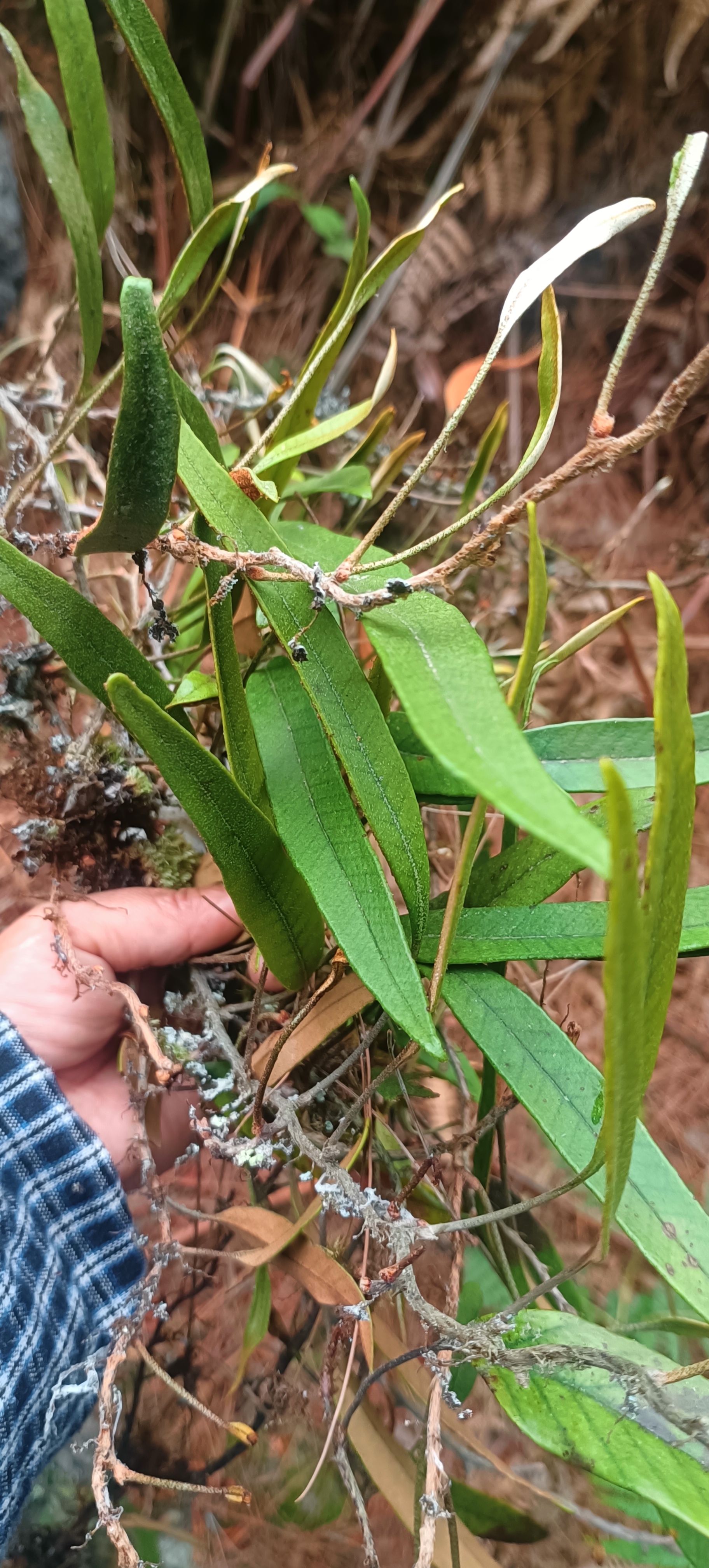 紫云苗族布依族自治县贵州攀岩新鲜石苇  刀口药 刀尖草 现采 现发