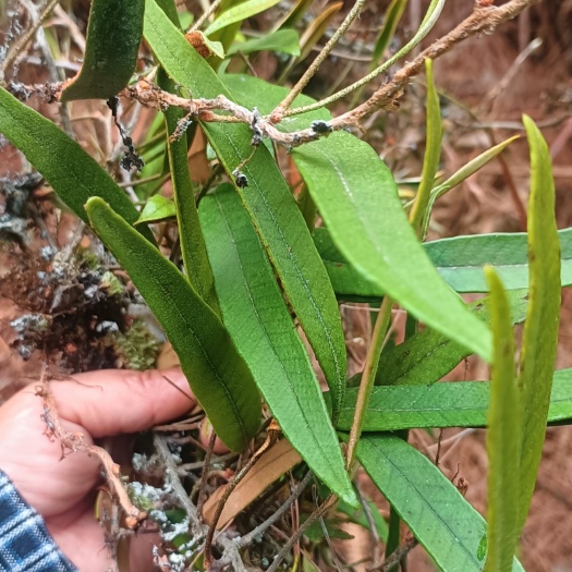 紫云县贵州攀岩新鲜石苇  刀口药 刀尖草 现采 现发