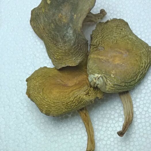 昆明梨菇，母猪青菌
