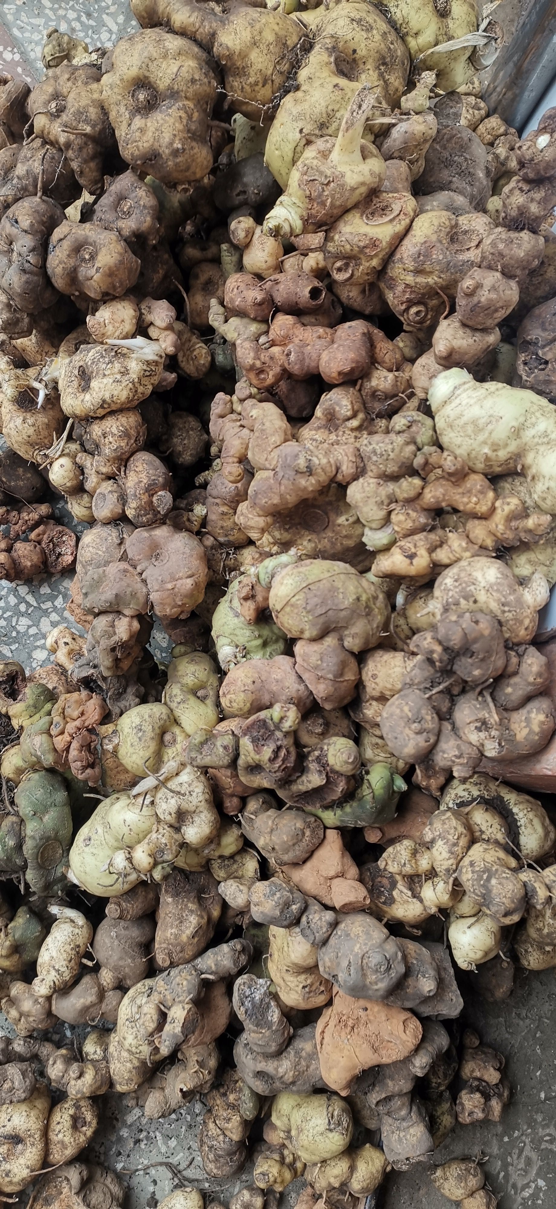 黄精云南原产地滇黄精鸡头黄精鲜货 到货坏了包赔包邮