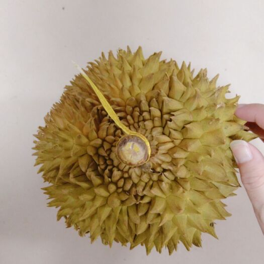 陆河县金枕a果