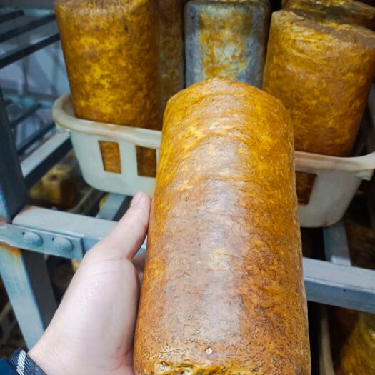 灵寿县桑黄－－菌包