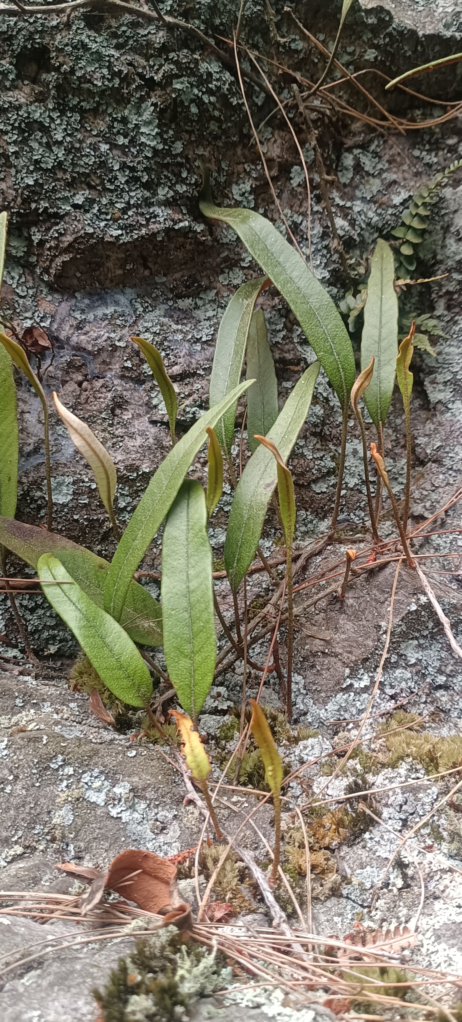 贵州攀岩新鲜石苇  刀口药 刀尖草 现采 现发