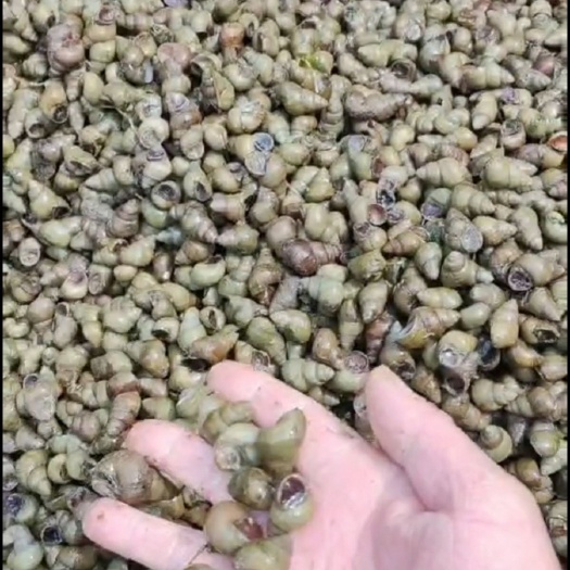 微山县微山湖螺蛳