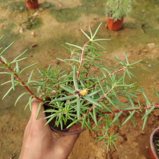 青州市大花重瓣混色半枝莲（太阳花）