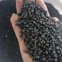 安国市射干种子耐旱耐寒四季种植适应性强旱地种植可套作林下种植