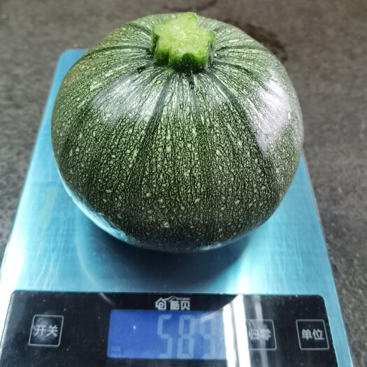 抗病 小巧玲珑 龙珠五号西葫芦种子 早熟瓜多 产量高