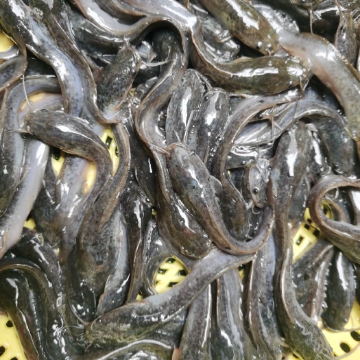 南宁埃及鲶鱼苗，杂交埃及鲶鱼苗，生长快，吃料猛，少病害.