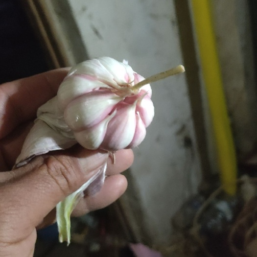 丰县新鲜大蒜上市