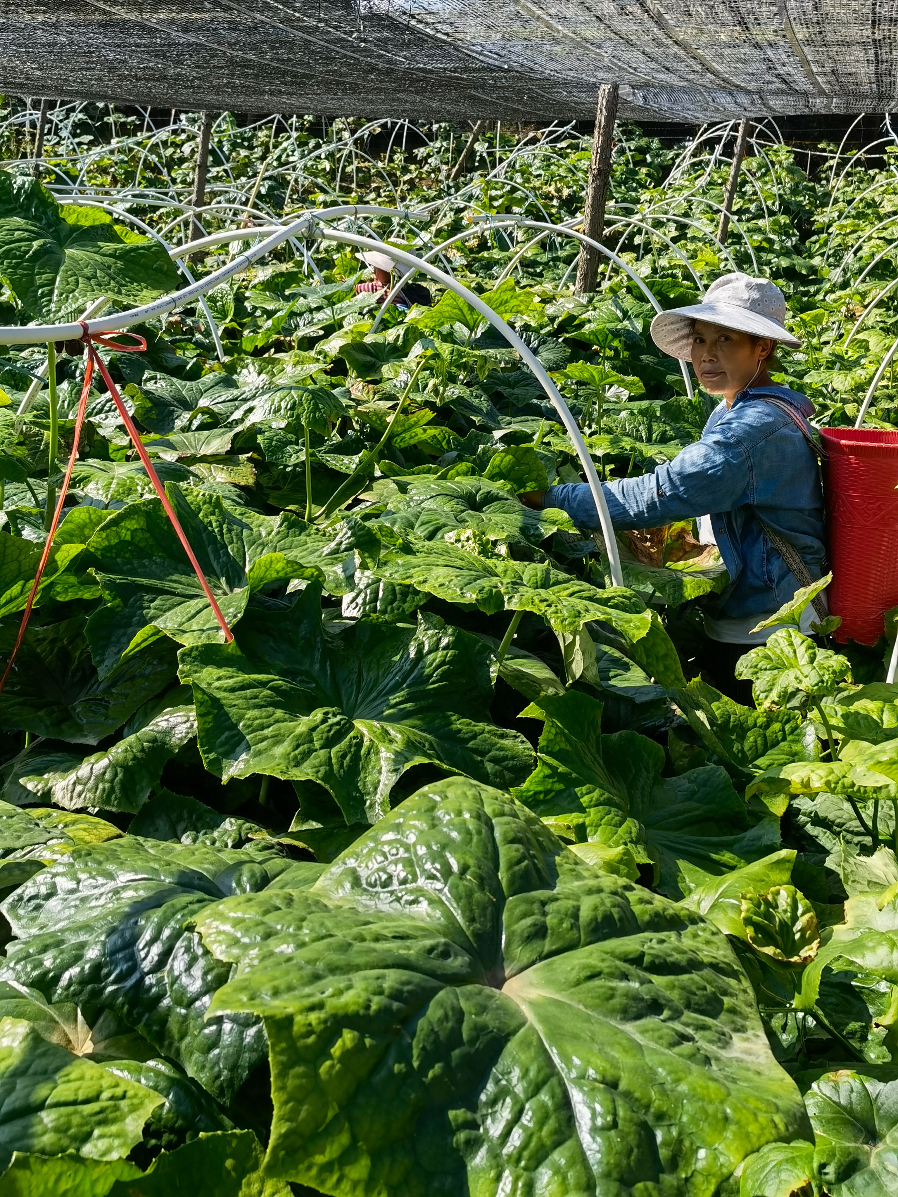 【云南产地直销】八角莲种子，专业种植中药材，支持技术指导种植