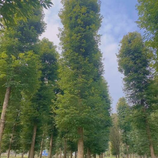 都江堰市四川小叶金丝楠木，规格齐全，产地直销。