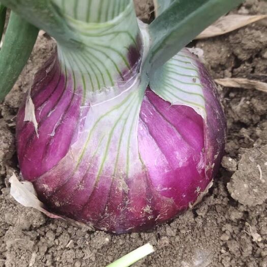 通许县鲜洋葱大量现货，个头均匀，上货快，色泽绚丽，欢迎各位老板订购