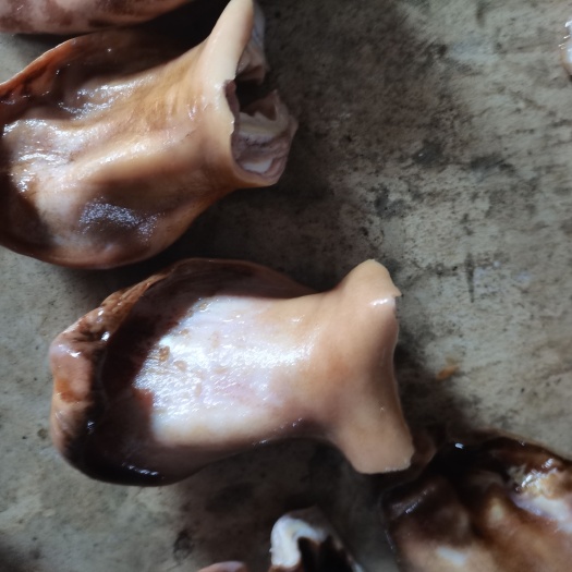 漯河火烧牛耳