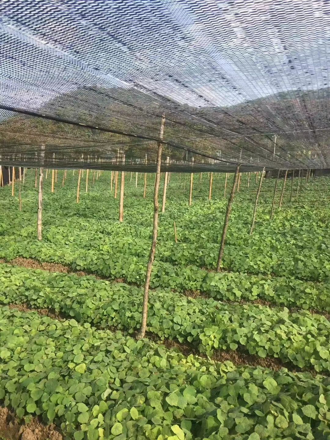 【自家种植】中药材黄心山乌龟母种，量大价优成品可回收欢迎咨询