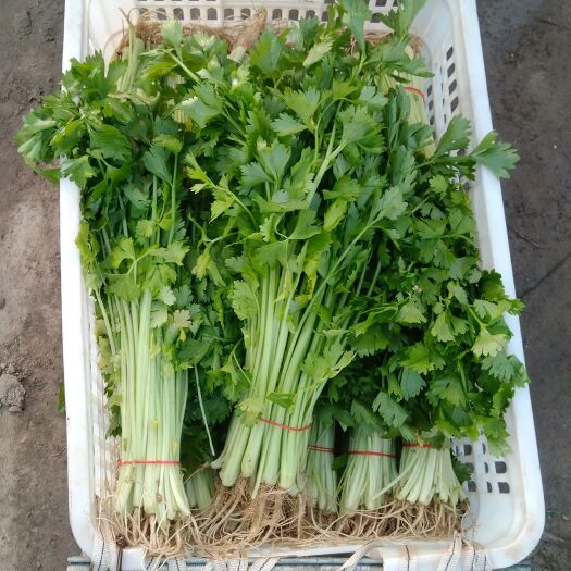 常州高品质芹菜