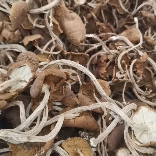 广昌县茶树菇 江西省抚州市广昌县 12~14cm 已开伞 干茶树菇
