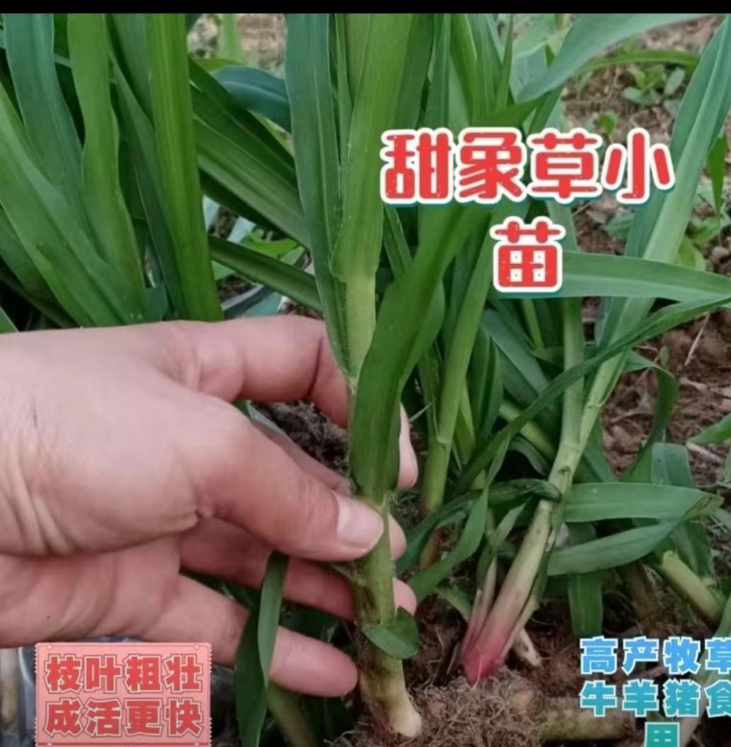 罗甸县甜象草幼苗是多年生高产牧草
