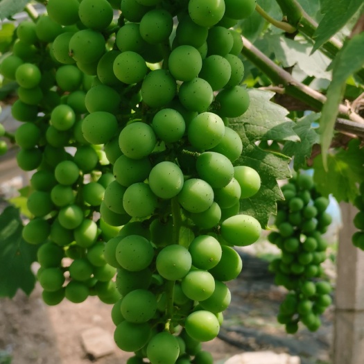 新沂市夏黑葡萄