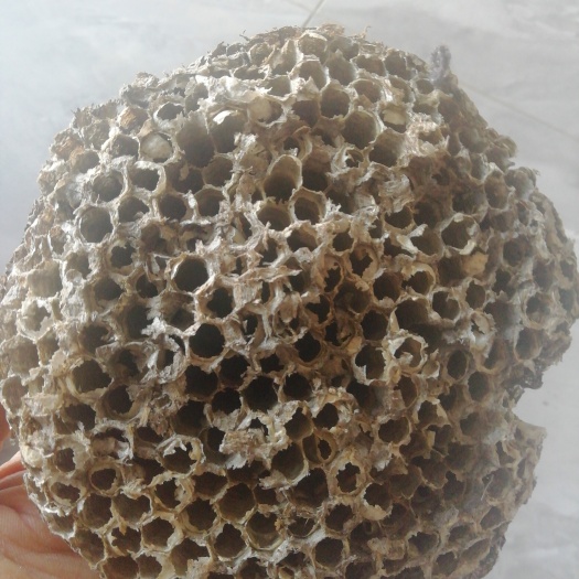 绥中县蜂房