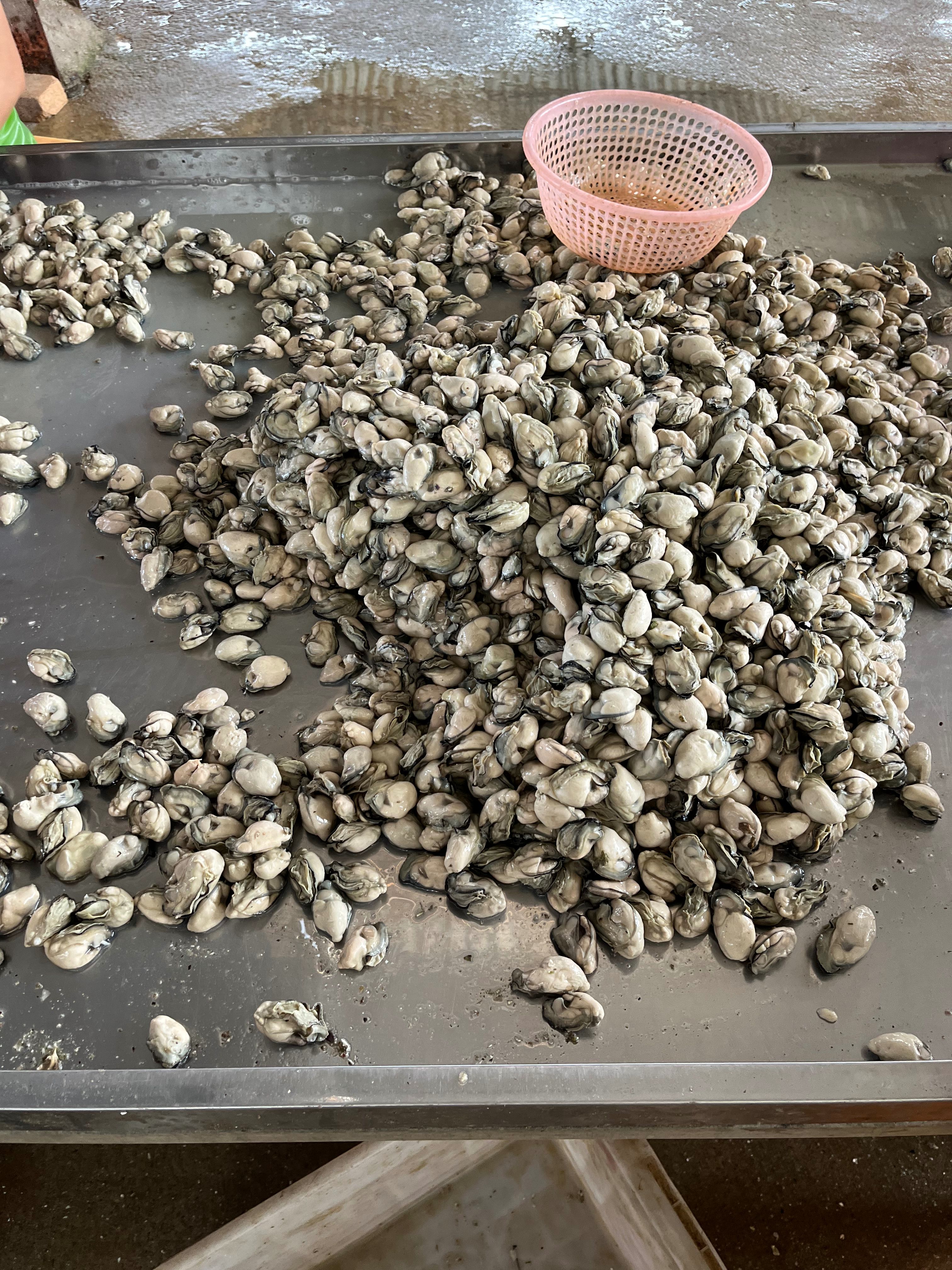 鲜冻蚝肉 熟蚝肉 加工海产品 冷冻蚝肉 生蚝肉