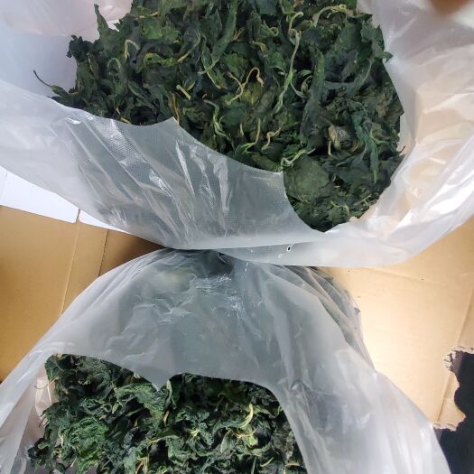 邹城市桑芽菜，反季节嫩干桑芽菜
