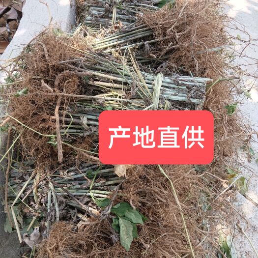 蕲春县蕲艾艾根