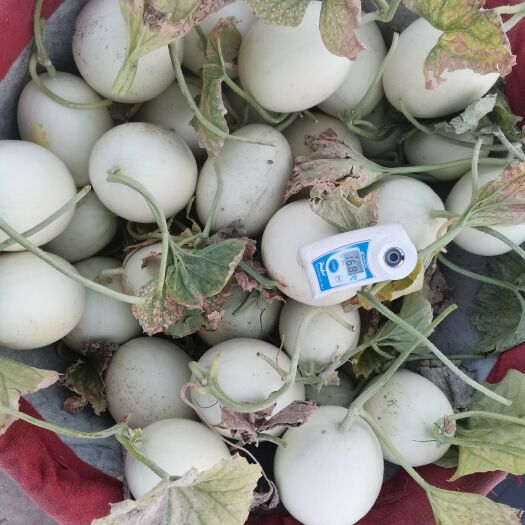 上海玉菇甜瓜
