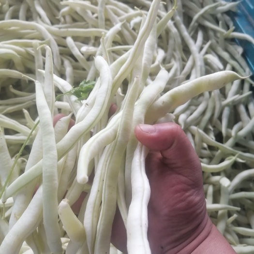 博爱县白条豆角