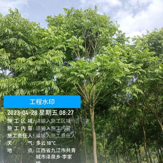 九江无患子